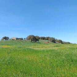 Schöne Wiese mit bunten Blumen. Sah einfach nett aus
