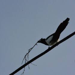 Bonus: une pie avec qui j'ai joué un bon moment