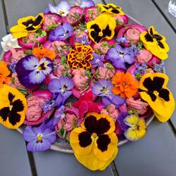 Osterabendessen-Vorspeise: gefüllte Eier in rot mit essbaren Blüten