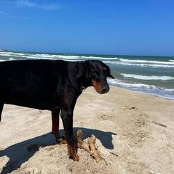 Lesley kommt hier am Strand wieder voll auf ihre Kosten 🏝️🐾❤️