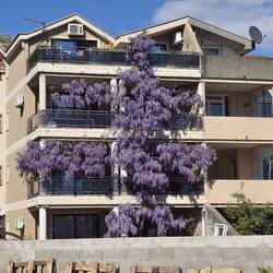 WOW .... wenn nur unser Blauregen zu Hause auch so blühen und gedeihen würde 👌🤩