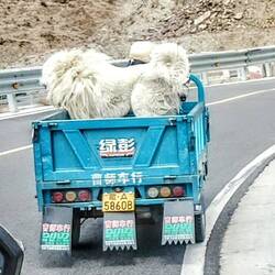 A new concept of taking the dog for a walk