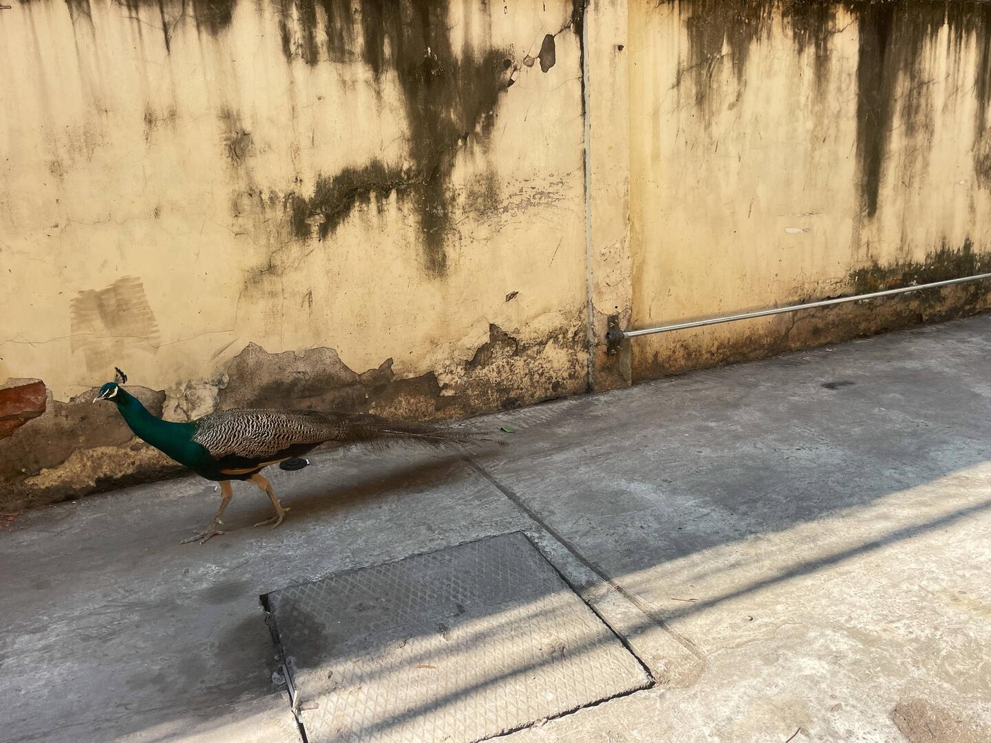 Odd to see on streets of Phnom Penh