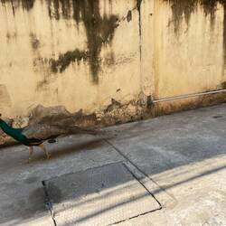 Odd to see on streets of Phnom Penh