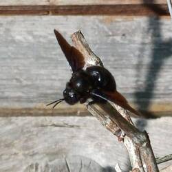 schwarze Holzbiene