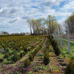 Hier wächst die beliebteste Pflanze Polens heran - Thuja findet man in jedem Garten