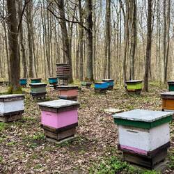 Bienenkästen versteckt im Wald.