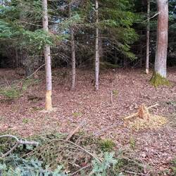 Der Biber mag wohl diese Bäume.