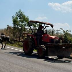 Horse power. Cow power!