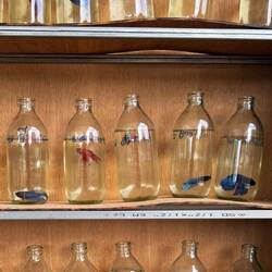 Siamese fighting fish in glass bottles, a common practice in Thailand.