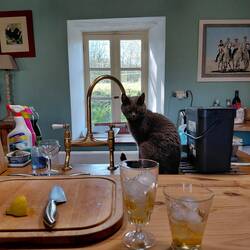 Esme the pussy cat looking for a drink - not the GnT!