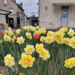 Daffodils in full bloom
