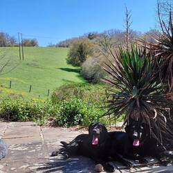Tinks and Poppy on the back terrase