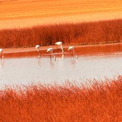 Flamingos in den Mangroven