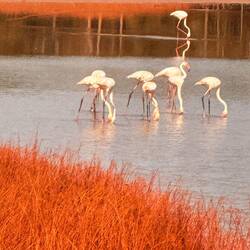 Nette Vögel 🤣🤣