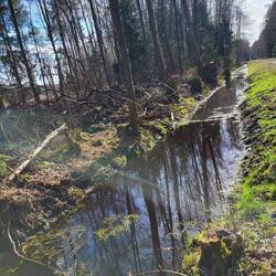 Das erinnert mich an das "Schwarzwasser" im Böhmerwald.