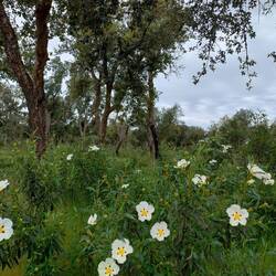 Schöne Blumen. Hier blühten sie. 3 km weiter vorn waren noch alle geschlossen