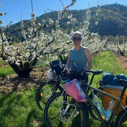 Les cerisiers sont en fleurs.