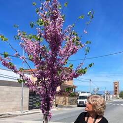 Es blüht in Casatejada! Im Hintergrund ein Wasserturm