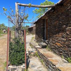 Weinreben ranken sich den Pfahl hoch. Ziel: Pergola😊