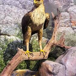 Diese Tiere kreisen an den Felsen. Die ausgestopften waren krank oder schon verendet.