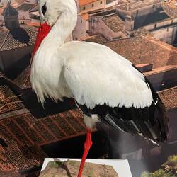 So sehen die Störche auf dem Kirchturm aus.