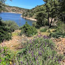 Der Lavendel blüht und riecht soooo stark!