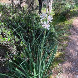 Den "Weißen Affodill" findet man häufig im Mittelmeerraum.