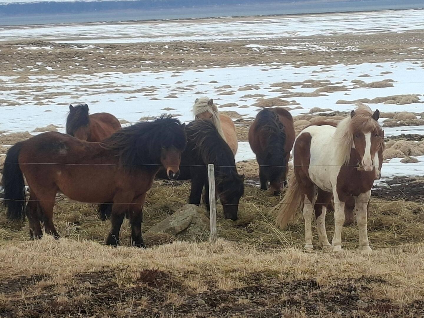 Ici ce ne sont pas nos amies les chèvres grecques 😉 ! Mais les chevaux islandais sont mignons.