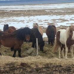 Ici ce ne sont pas nos amies les chèvres grecques 😉 ! Mais les chevaux islandais sont mignons.