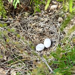 Diese Nest mit zwei Mini-Eiern befand sich unter einer Pflanze direkt auf dem Boden.