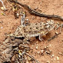 noch ein kleiner Drachen