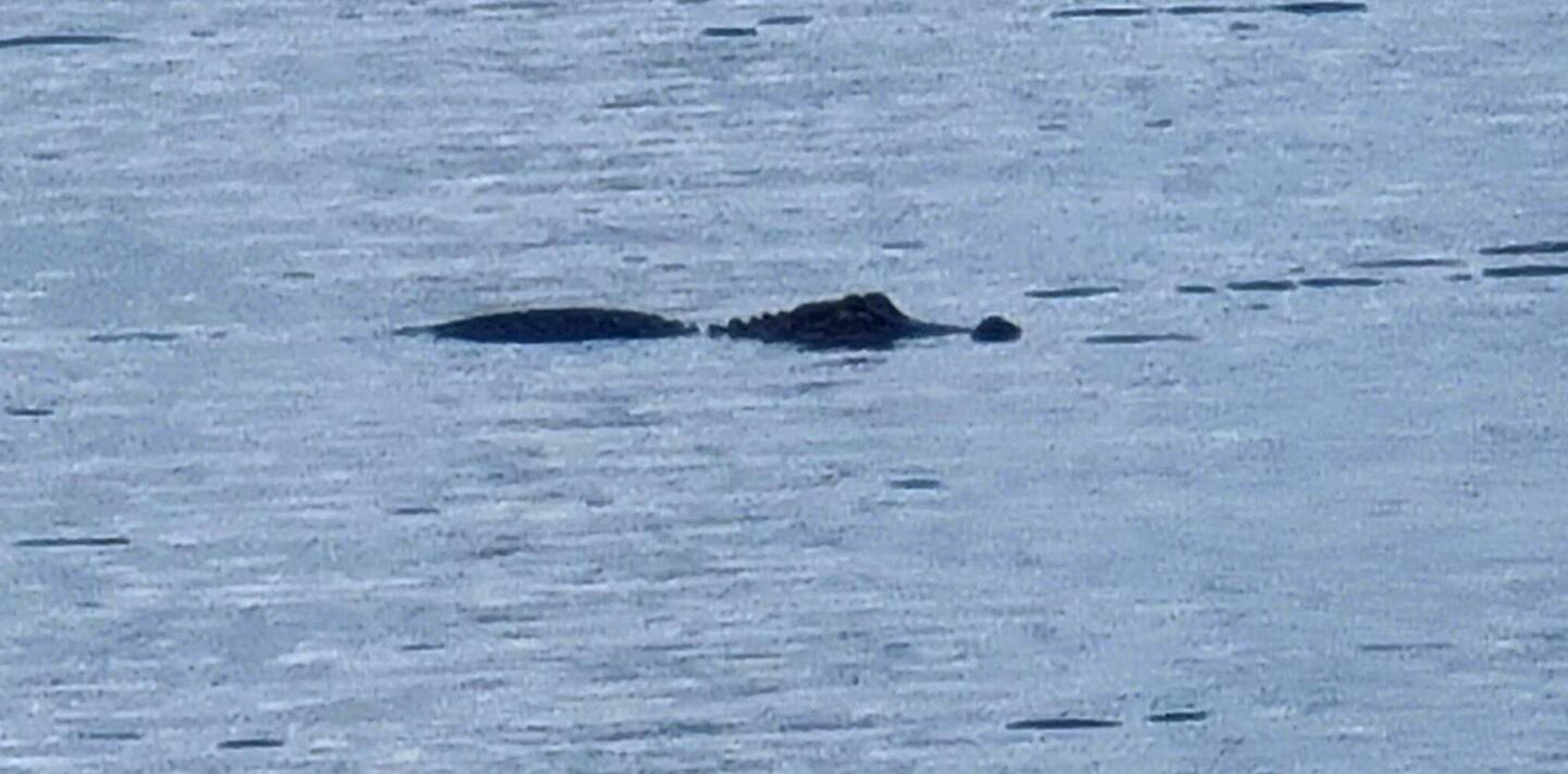 Das Teil ist kein Baumstamm🤣