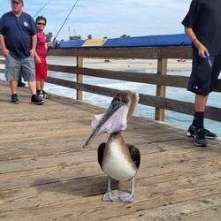 Frecher Pelikan klaut Fische