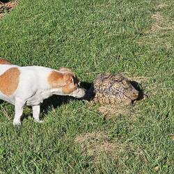 Hello Mr Tortoise 🐢🐶