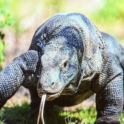 Komodo