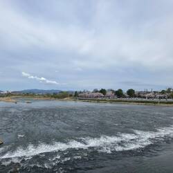 Flussufer mit vielen Kirchblüten
