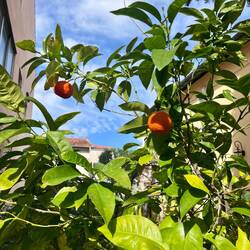Et dans les jardins…