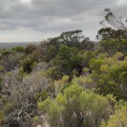 Templetonia Lookout