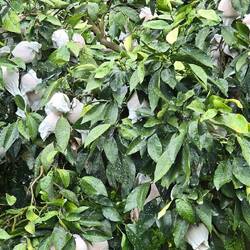 Individually protected