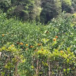 Mandarin trees - lucky enough to find a few on the road