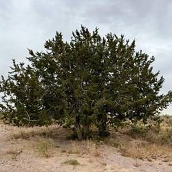 Unter diesem Baum haben wir das Mittagesen gegessen.