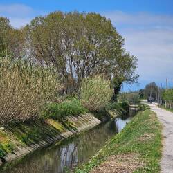 Circondariale canal, feeding into the river and where I saw the fish