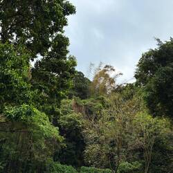 Walking toward the mountains-- so lush and green with the constant rain.