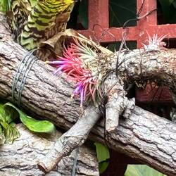 In Shilin Park: a new bromeliad for me