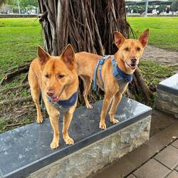 A special Taiwanese breed of dog