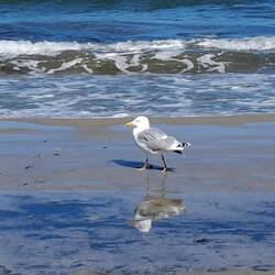 Der einzige Vogel, der an der Ostsee glaubt, dass er der König des Strandes ist.
