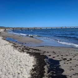 Was wäre ein Ostseestrand ohne Seegras