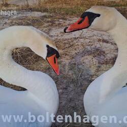 Schwäne haben wir nicht gesehen, aber ein Plakat
