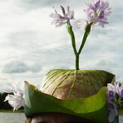 ein Bio-Hut